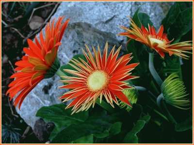 fleurs: gerberas