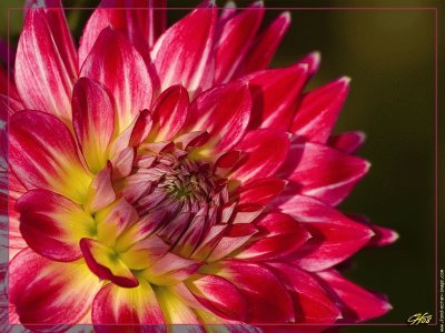 fleurs: dahlia