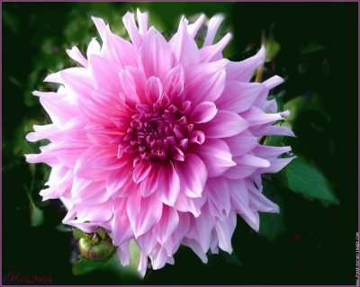 fleurs: dahlia