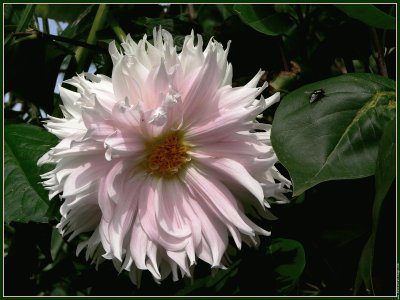 fleurs: dahlia