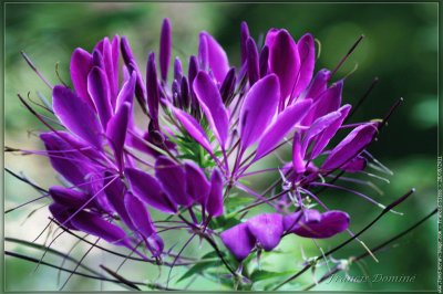 fleurs: cleome