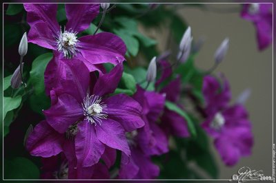 fleurs: clÃ©matite