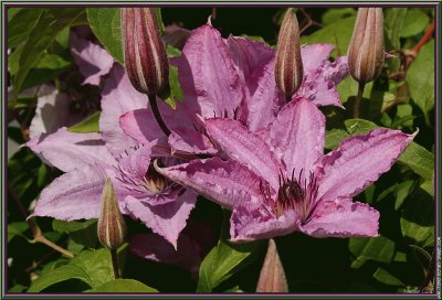 fleurs: clÃ©matite