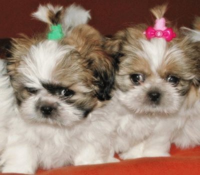 Shi Tzu