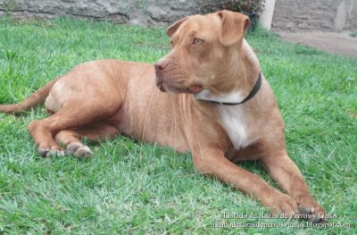 American Pit Bull Terrier