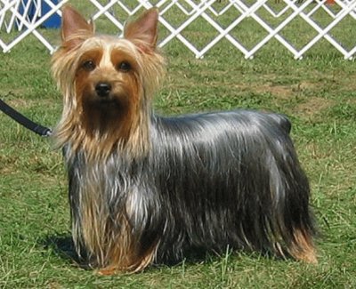 Australian Silky Terrier