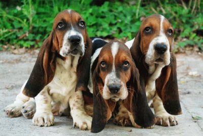 Basset Hound