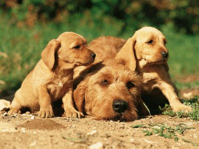 Basset Leonado de BretaÃ±a