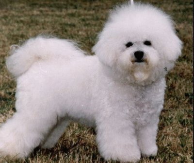 Bichon Frise