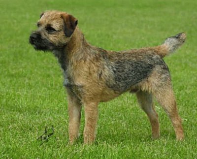 Border Terrier