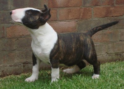 Bull Terrier