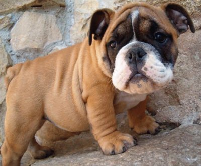 Bulldog Americano