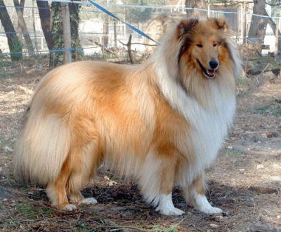 Collie