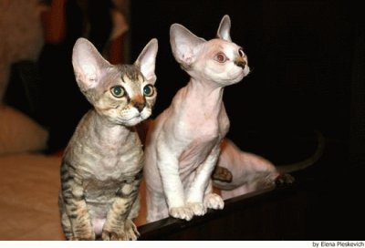 Devon Rex