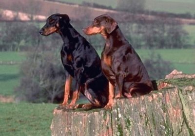 Doberman