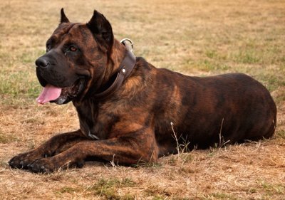 Dogo Canario