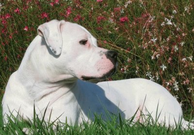 Dogo Argentino