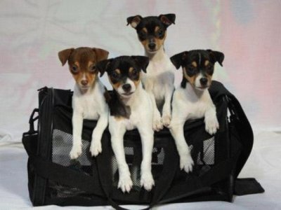 Fox Terrier de pelo liso