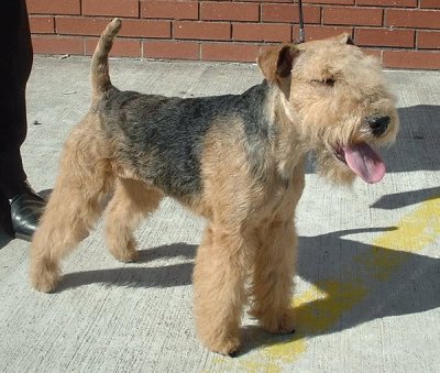 Fox Terrier de pelo duro