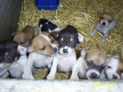 Fox Terrier Toy