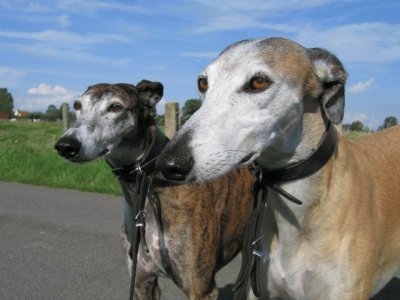 Galgo EspaÃ±ol