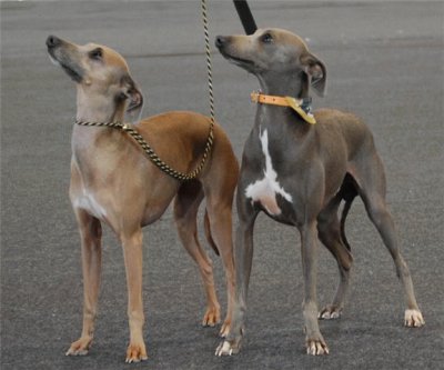 Galgo Italiano