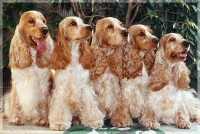 Cocker Spaniel