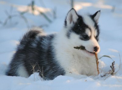 Esquimal Canadiense