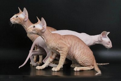 Peterbald