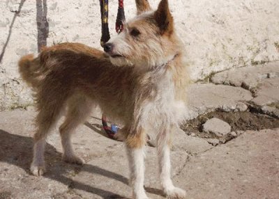 Podenco Portugues