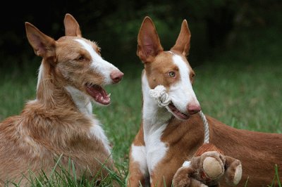 Podenco Ibicenco