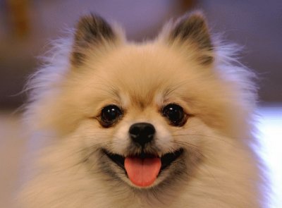 Pomerania