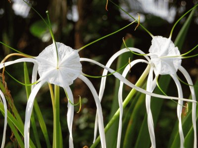 fleurs etranges