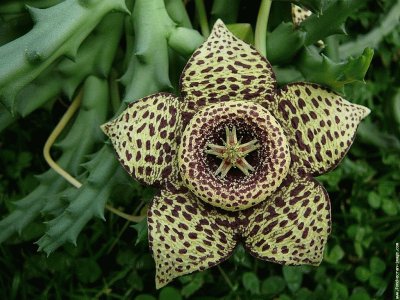 fleurs etranges