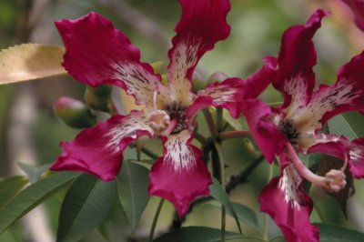 fleurs etranges