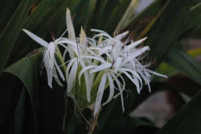 fleurs etranges