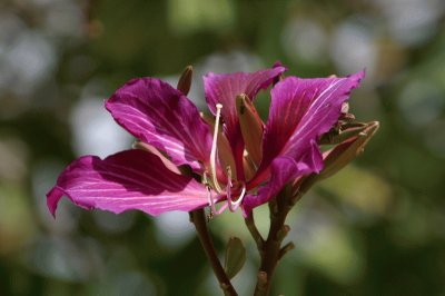 fleurs etranges