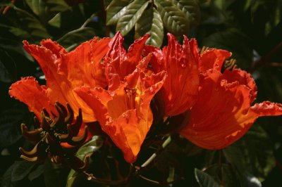 fleurs etranges