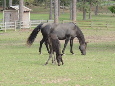 Cadillac and Mom