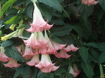 datura