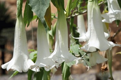 datura