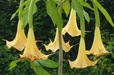 datura