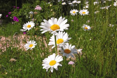 fleurs des champs