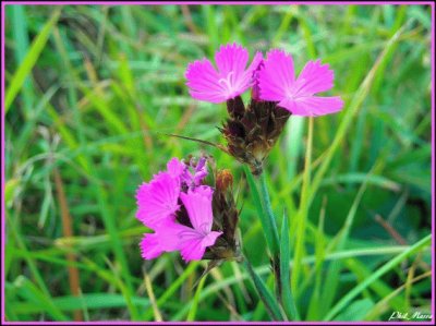 fleurs des champs