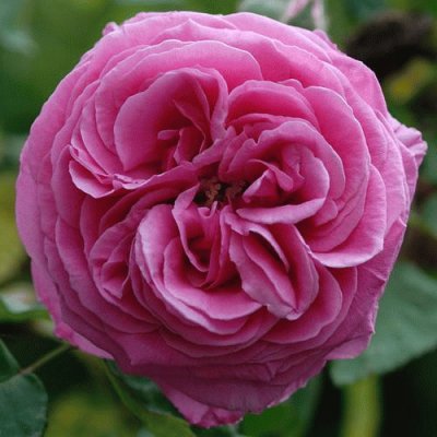 Burbon Rose