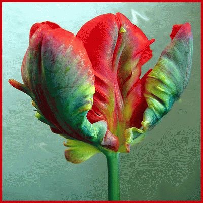 Fantastic Tulip