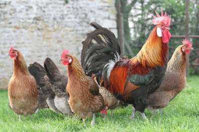 poules et coq