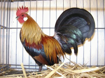 coq