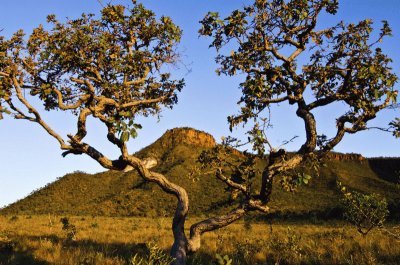 Cerrado - Bahia