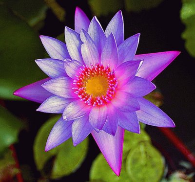 Water Lily